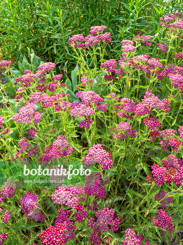 438243 - Common yarrow (Achillea millefolium 'Sammetriese')