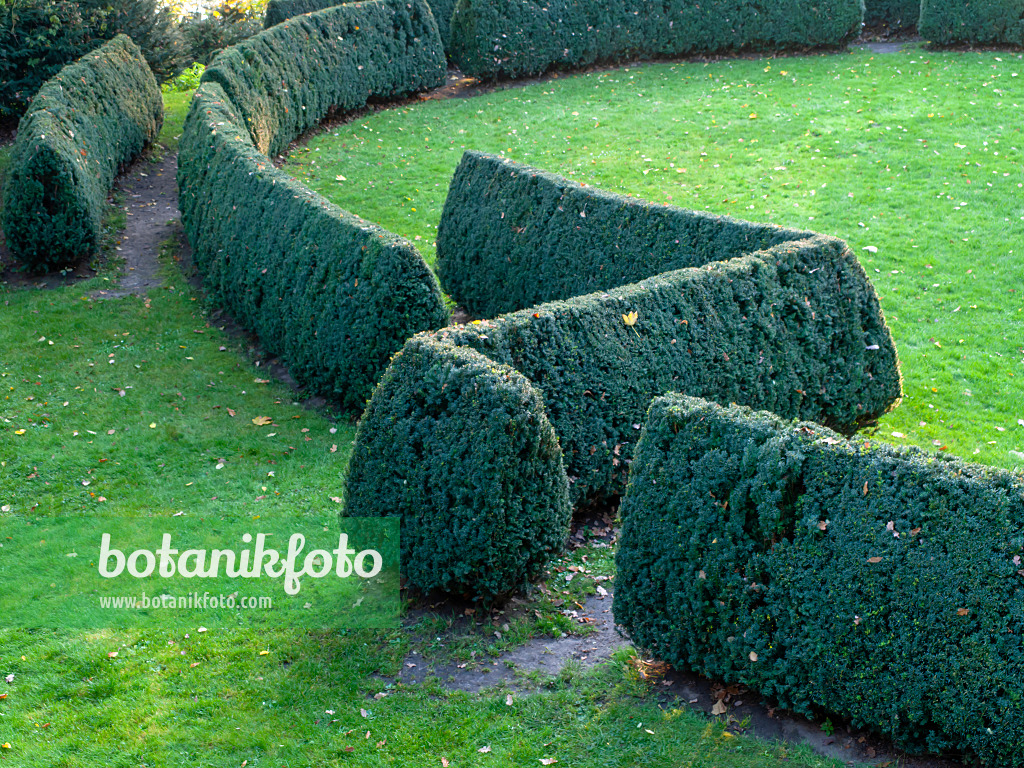 465299 - Common yew (Taxus baccata), Roman Garden, Hamburg, Germany