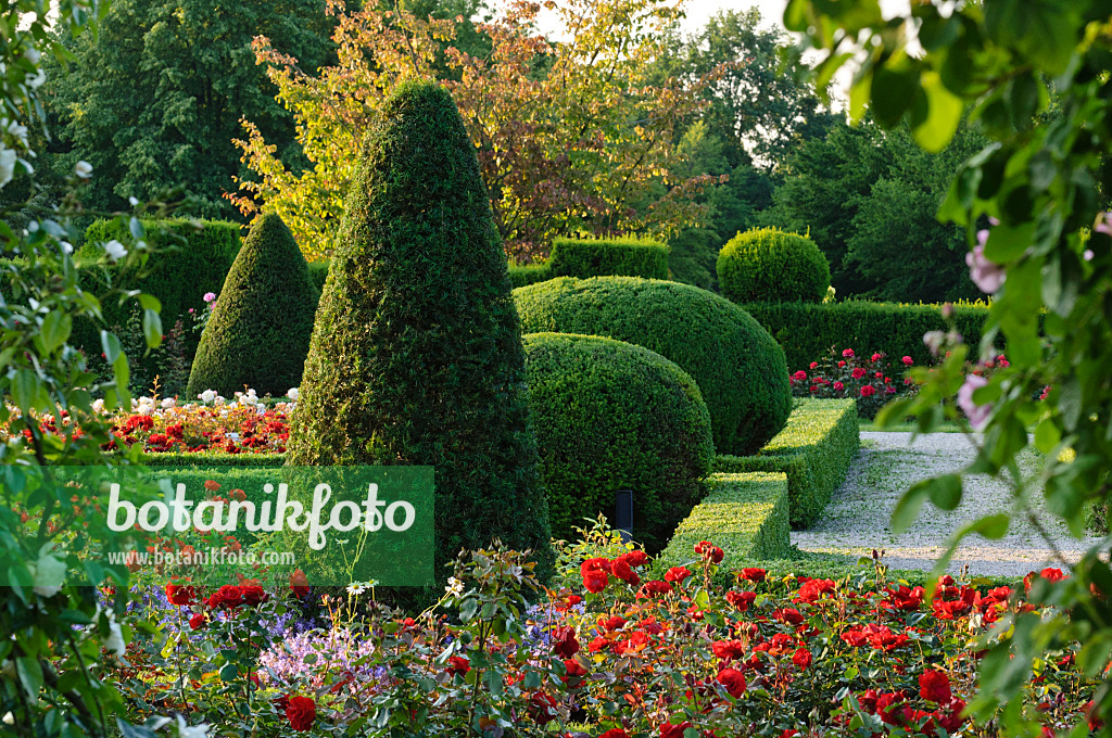 473158 - Common yew (Taxus baccata) with conical and spherical shape in a rose garden, Britzer Garten, Berlin, Germany