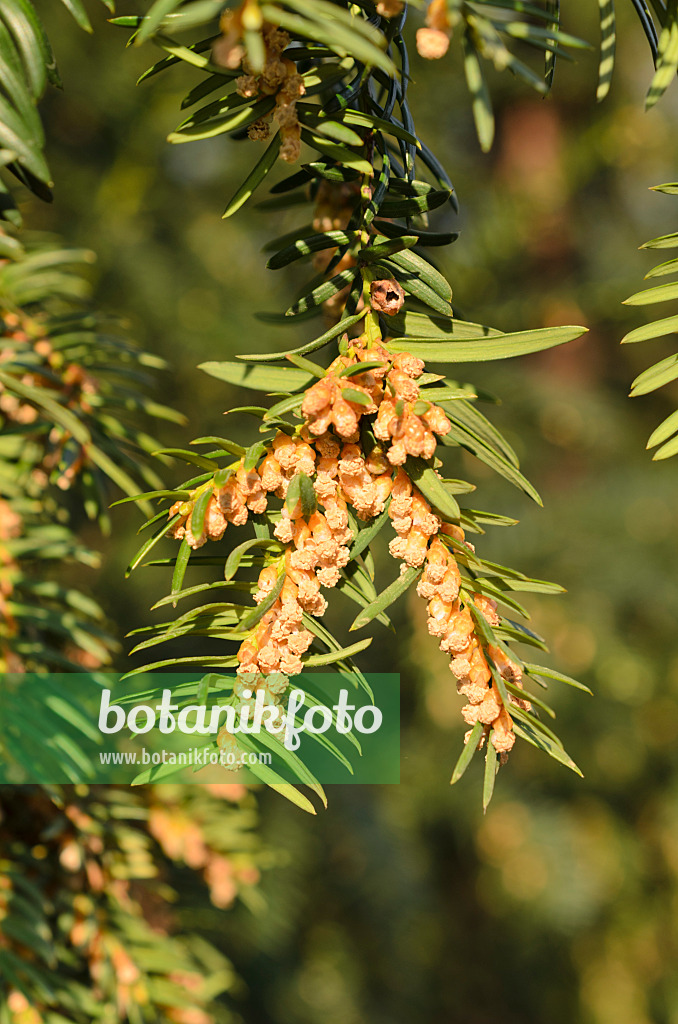 507064 - Common yew (Taxus baccata) with male flowers