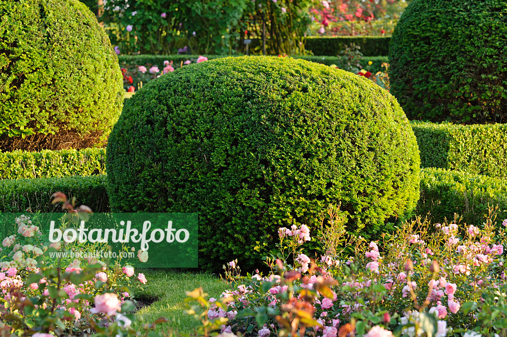 473155 - Common yew (Taxus baccata) with spherical shape in a rose garden, Britzer Garten, Berlin, Germany