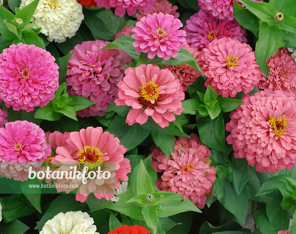 454107 - Common zinnia (Zinnia violacea 'Dreamland Mix' syn. Zinnia elegans 'Dreamland Mix')