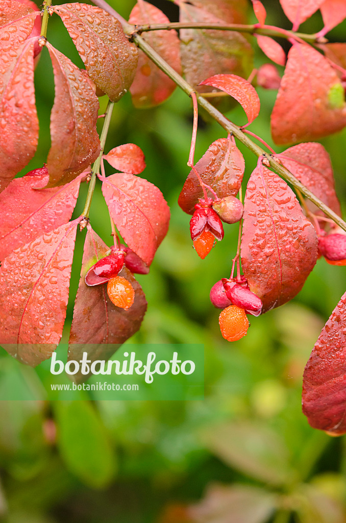 525114 - Compact burning bush (Euonymus alatus)