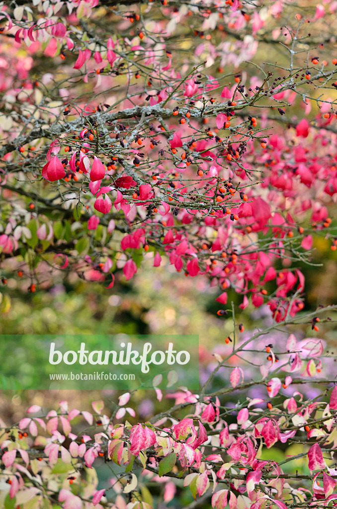 525265 - Compact burning bush (Euonymus alatus)