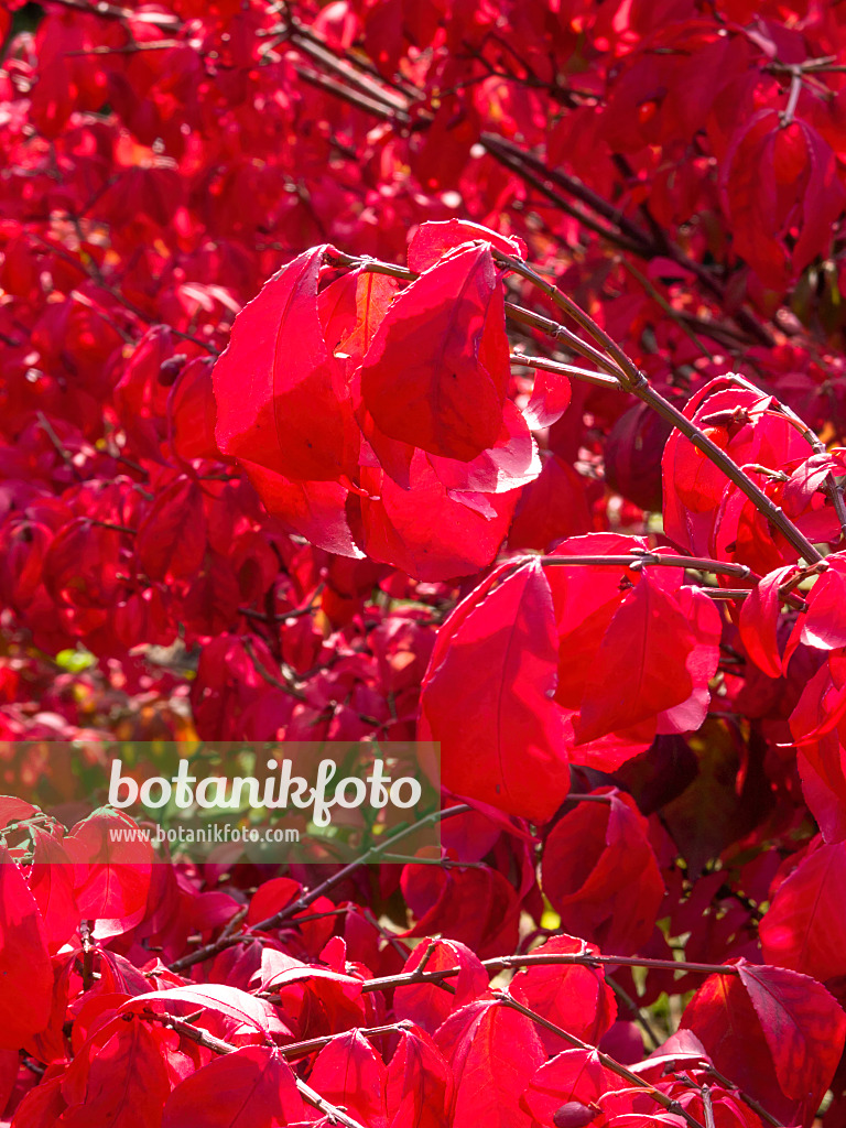 418025 - Compact burning bush (Euonymus alatus 'Compactus')