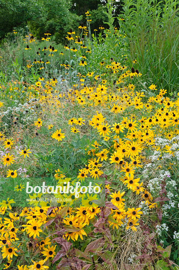 487170 - Cone flower (Rudbeckia)