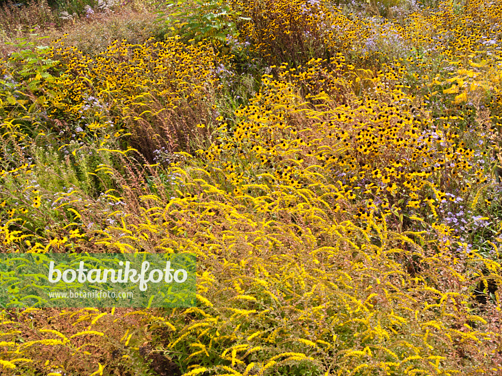 418049 - Cone flower (Rudbeckia) and goldenrod (Solidago)