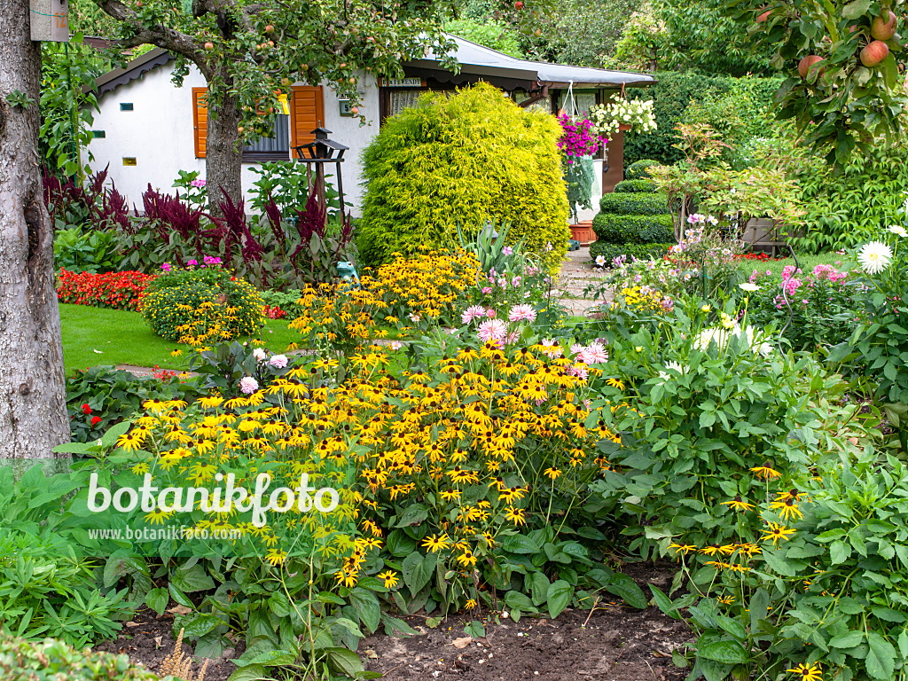 490010 - Cone flowers (Rudbeckia) and dahlias (Dahlia)