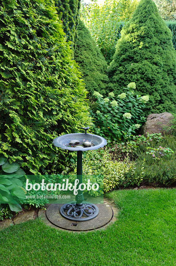 474437 - Conifers with bird bath