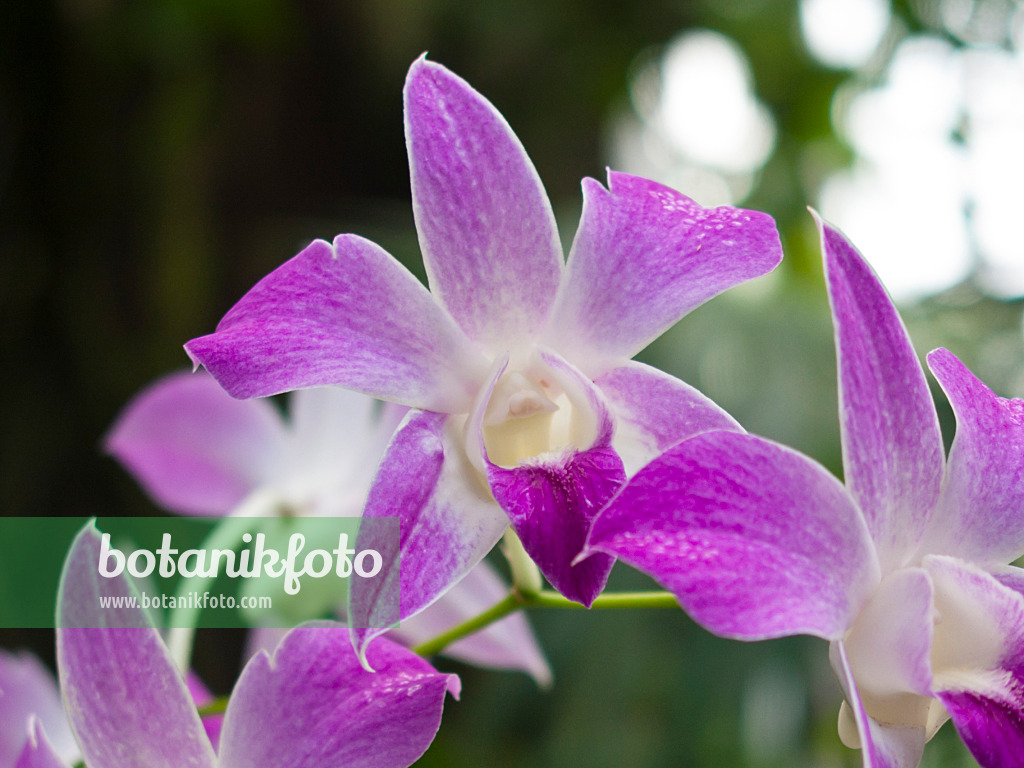 418055 - Cooktown orchid (Dendrobium phalaenopsis)