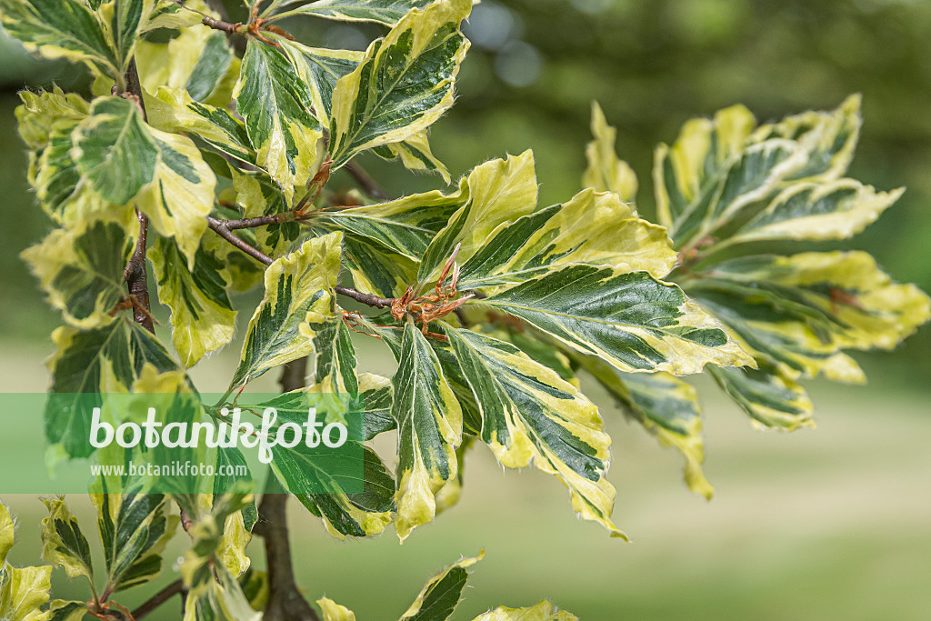 625196 - Copper beech (Fagus sylvatica 'Albomarginata')