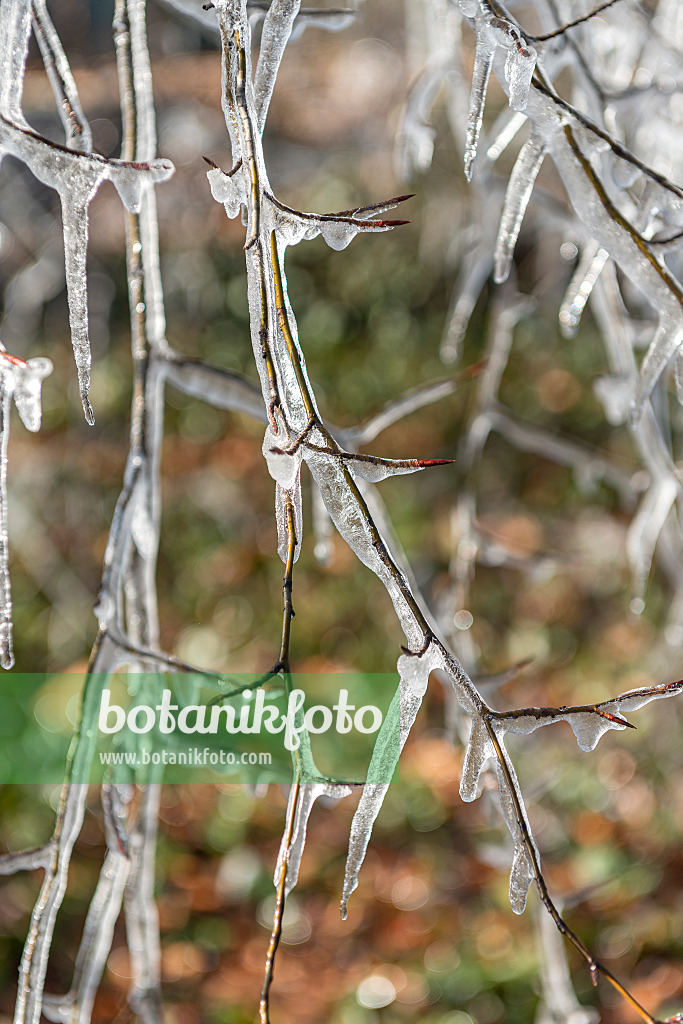 625199 - Copper beech (Fagus sylvatica 'Bornyensis')