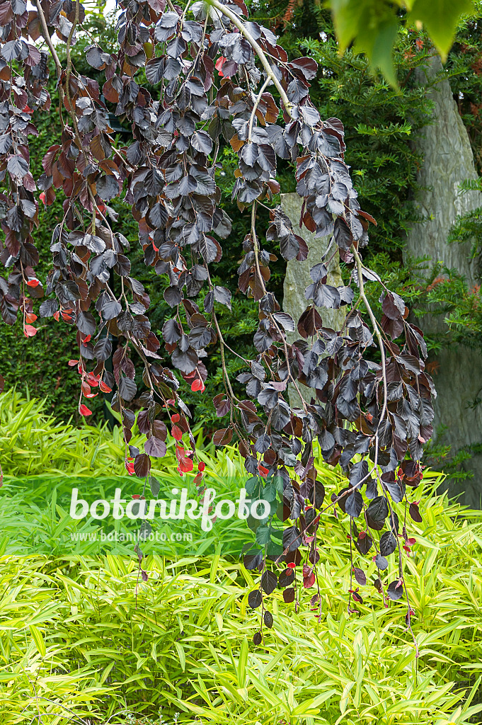 625202 - Copper beech (Fagus sylvatica 'Purpurea Pendula') and Pleioblastus viridistriatus syn. Arundinaria viridistriata