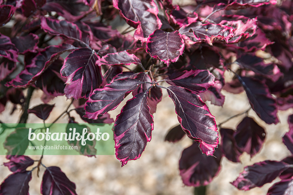 625203 - Copper beech (Fagus sylvatica 'Purpurea Tricolor')