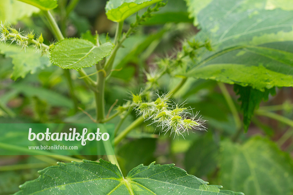 573001 - Copper leaf (Acalypha wilkesiana)