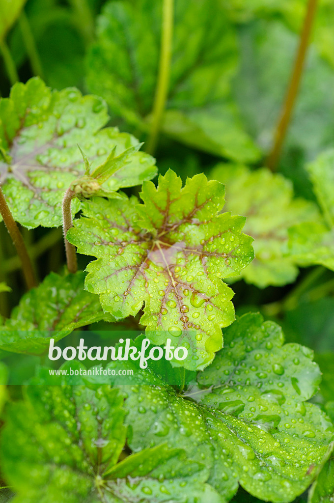 484201 - Coral bells (Heuchera sanguinea)