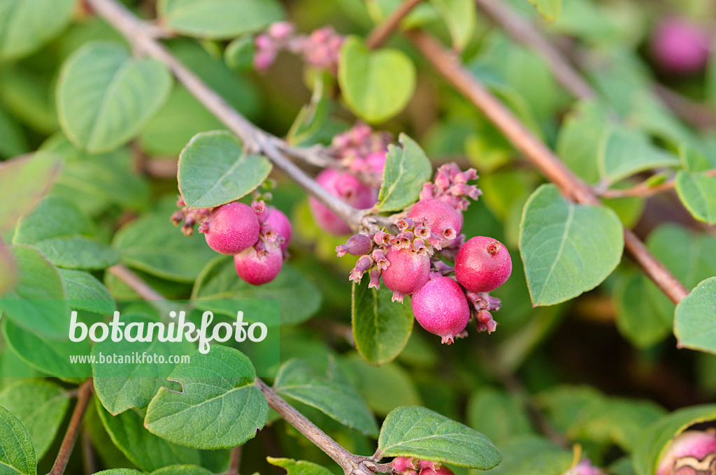 478091 - Coralberry (Symphoricarpos x chenaultii 'Hancock')