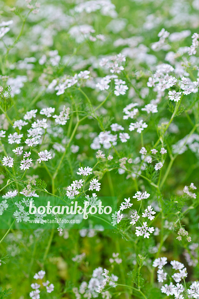 485093 - Coriander (Coriandrum sativum)