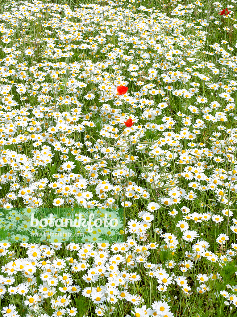 485154 - Corn chamomile (Anthemis arvensis) and corn poppy (Papaver rhoeas)