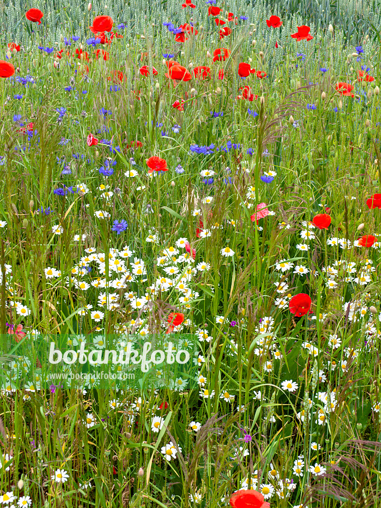 485166 - Corn chamomile (Anthemis arvensis), cornflower (Centaurea cyanus) and corn poppy (Papaver rhoeas)