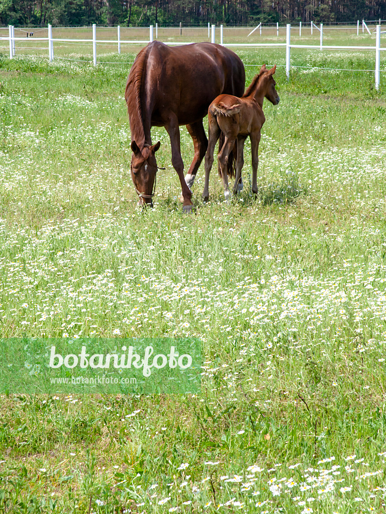 485156 - Corn chamomile (Anthemis arvensis) on a pasture with horses