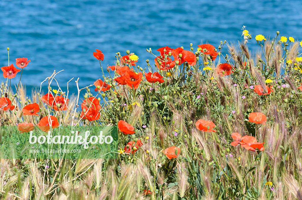 533150 - Corn poppy (Papaver rhoeas)