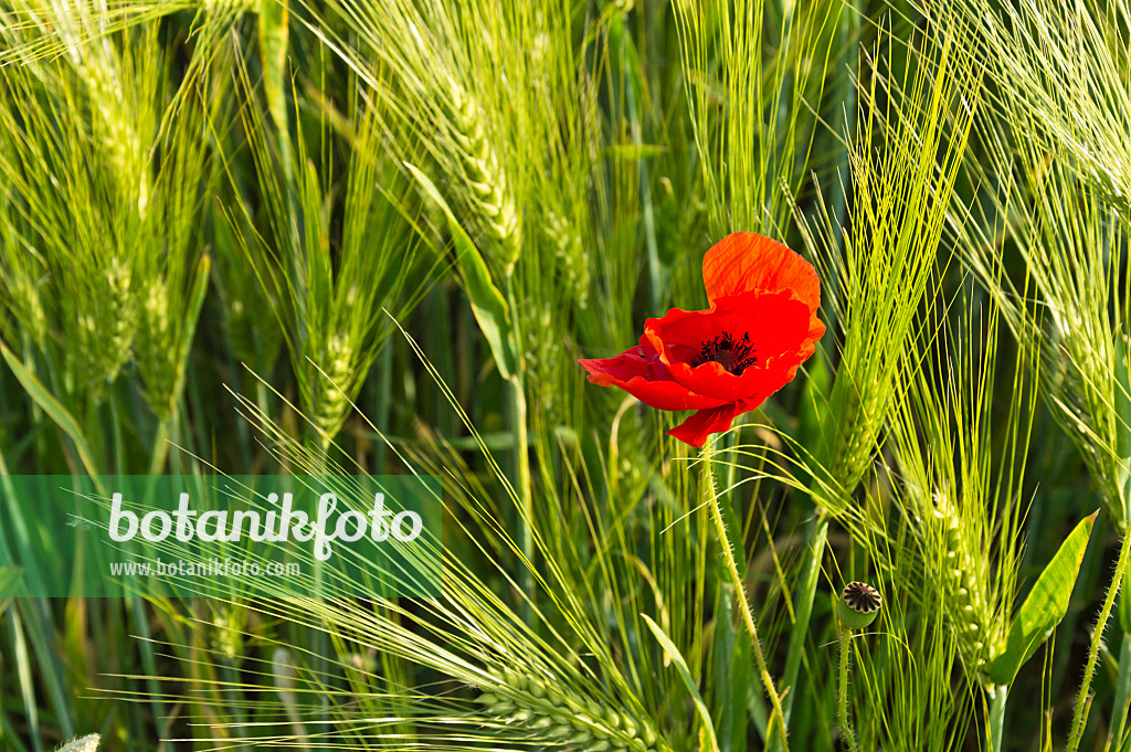 509053 - Corn poppy (Papaver rhoeas) and barley (Hordeum vulgare)