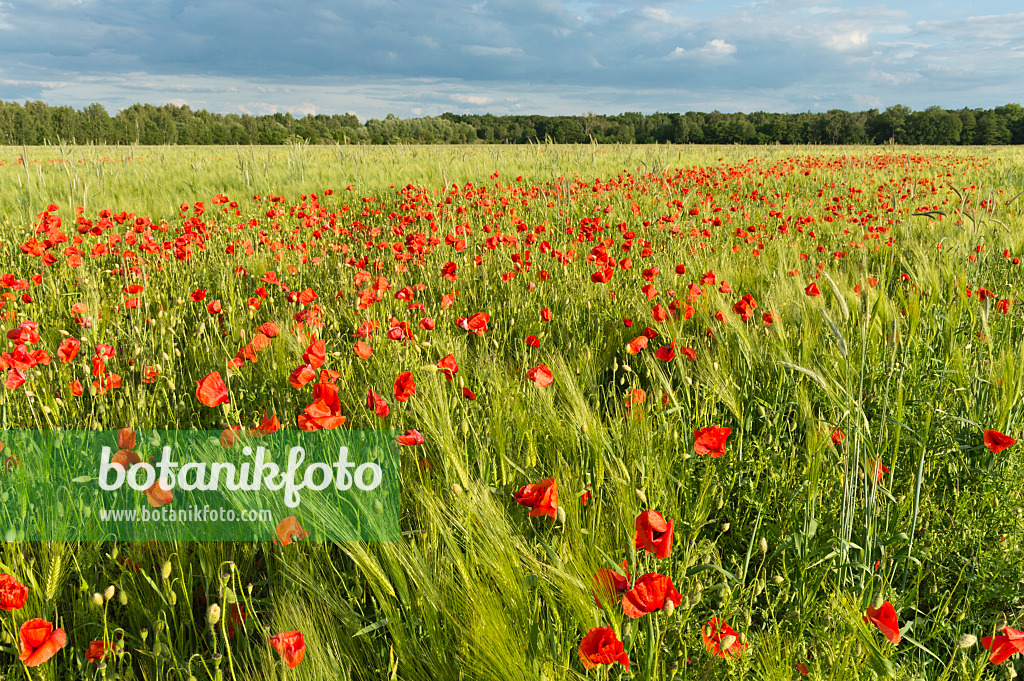 509054 - Corn poppy (Papaver rhoeas) and barley (Hordeum vulgare), Brandenburg, Germany