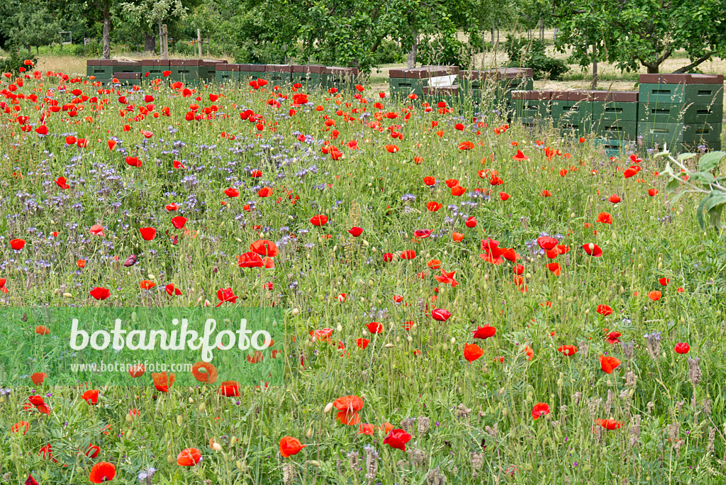 545121 - Corn poppy (Papaver rhoeas) and lacy phacelia (Phacelia tanacetifolia) with beehives