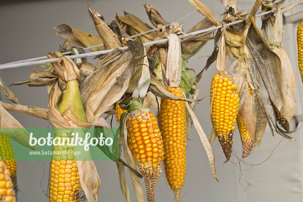 609048 - Corn (Zea mays) hanging to dry