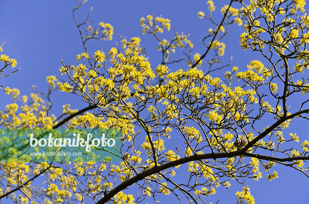 494087 - Cornelian cherry (Cornus mas)