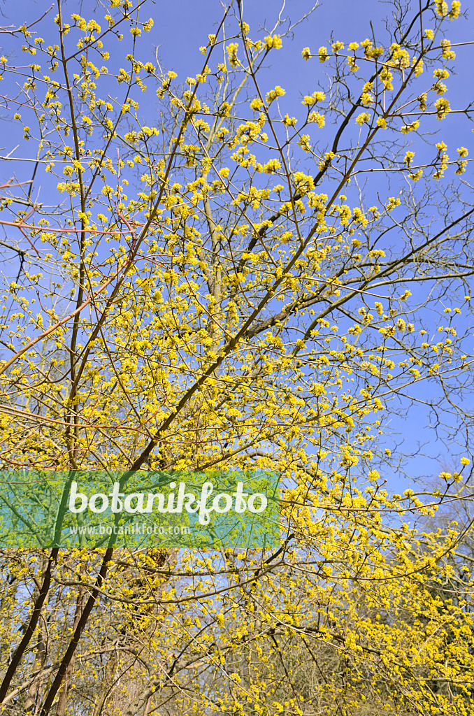 542020 - Cornelian cherry (Cornus mas)