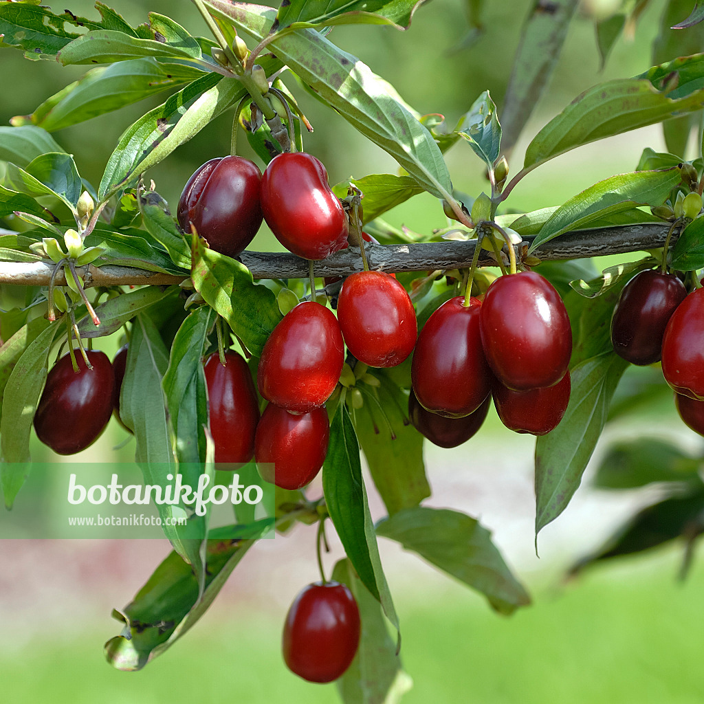 471380 - Cornelian cherry (Cornus mas 'Kasanlak')