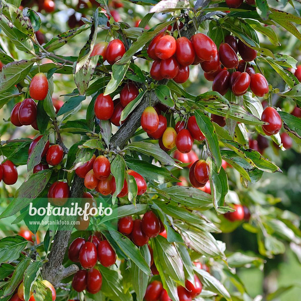 471381 - Cornelian cherry (Cornus mas 'Kasanlak')