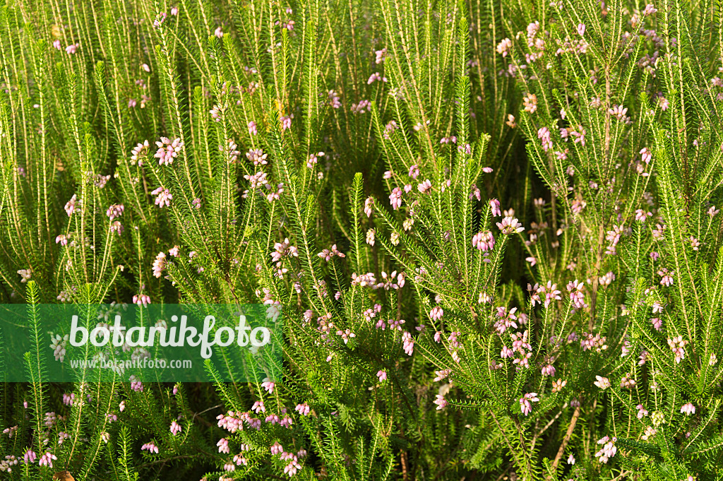 511272 - Corsican heath (Erica terminalis)