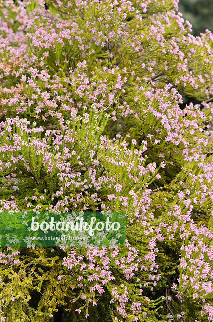 534487 - Corsican heath (Erica terminalis)