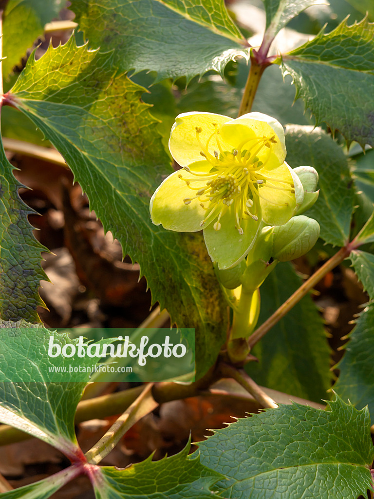 446031 - Corsican hellebore (Helleborus argutifolius)