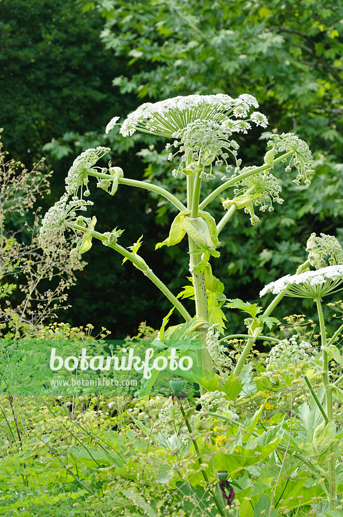 485102 - Cow parsnip (Heracleum antasiaticum)