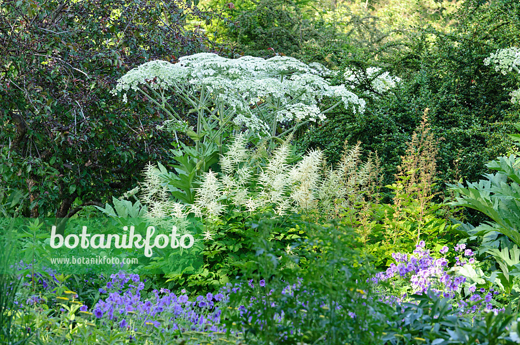 473030 - Cow parsnip (Heracleum lanatum), goat's beard (Aruncus) and cranesbill (Geranium)