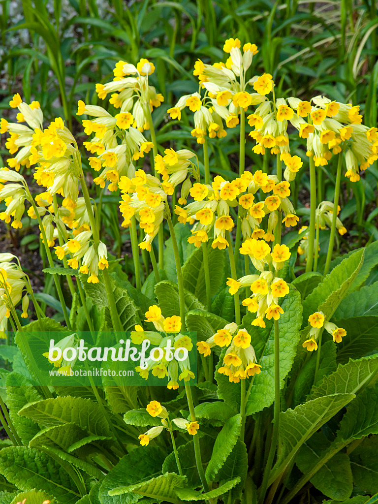 459044 - Cowslip (Primula veris)