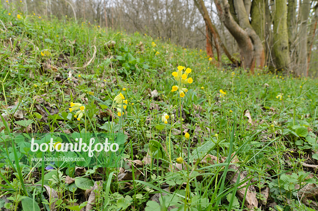 507170 - Cowslip (Primula veris)