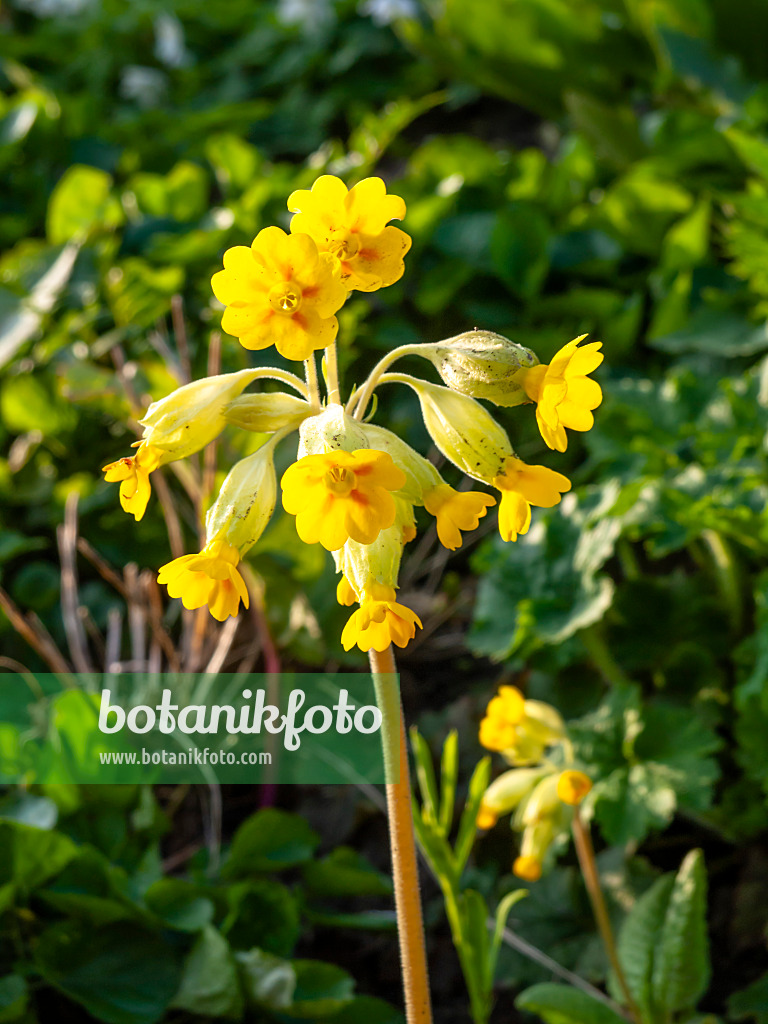 459017 - Cowslip (Primula veris subsp. macrocalyx)