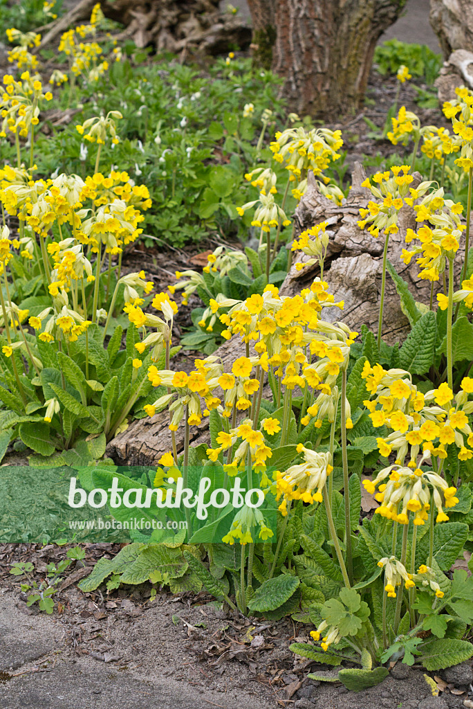 556081 - Cowslip (Primula veris subsp. veris)