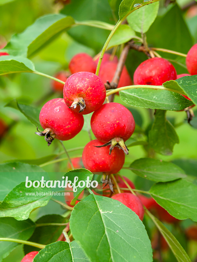 441015 - Crab apple (Malus x gloriosa)