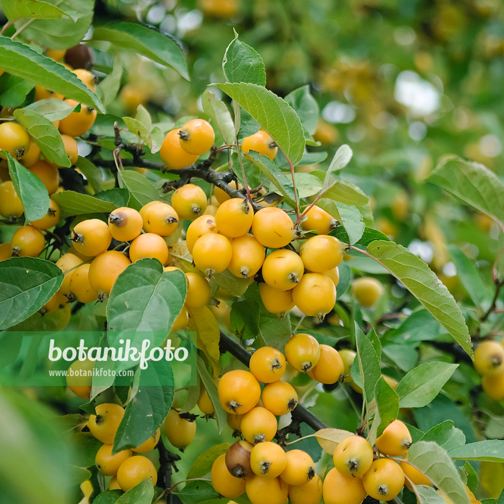 490092 - Crab apple (Malus Golden Hornet)