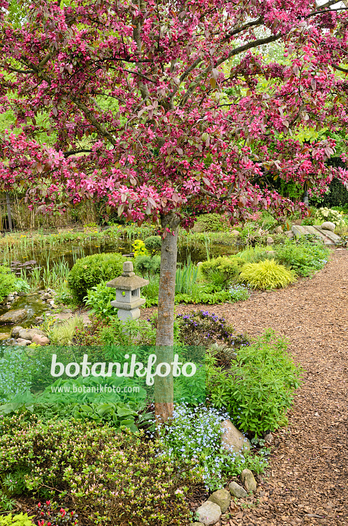 520149 - Crab apple (Malus x moerlandsii 'Profusion') in a perennial garden with garden pond