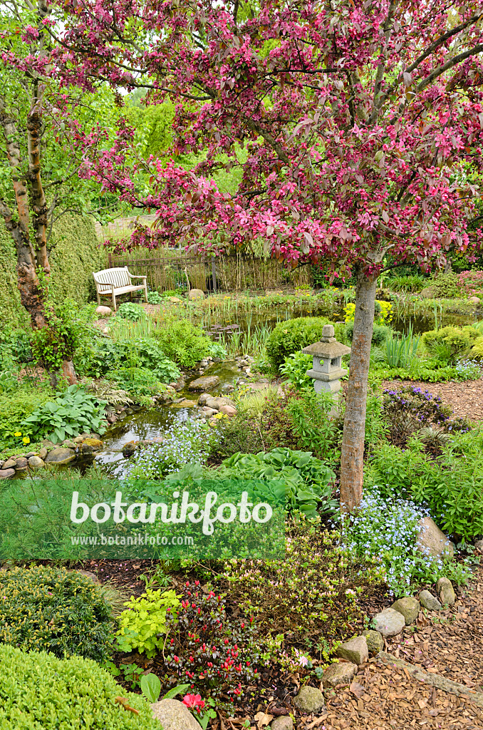 520150 - Crab apple (Malus x moerlandsii 'Profusion') in a perennial garden with brook and garden pond