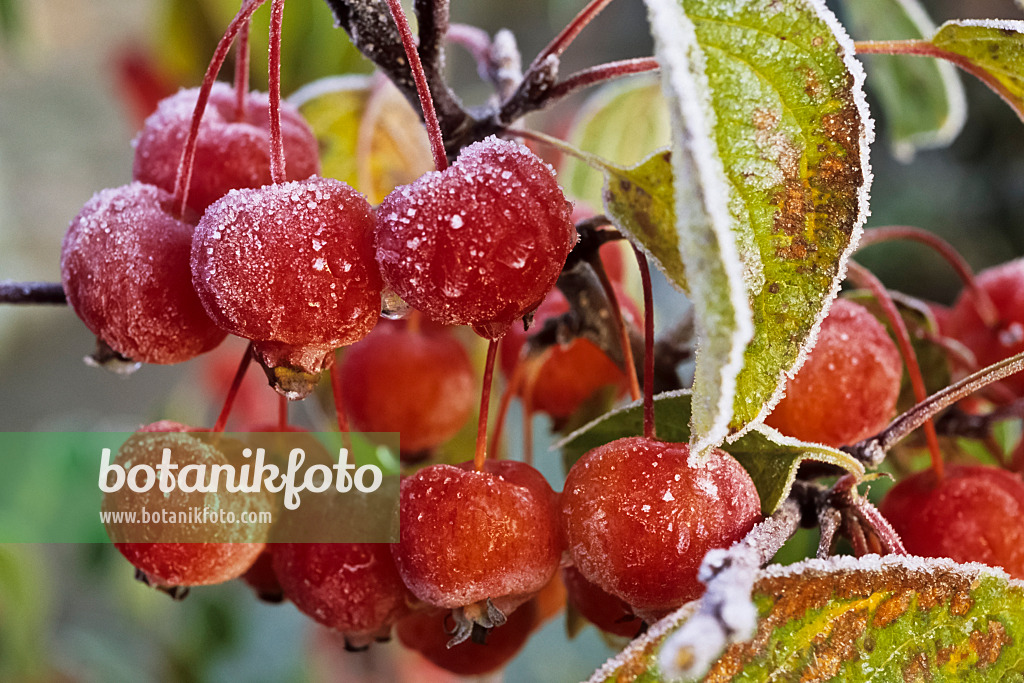 432086 - Crab apple (Malus x zumi 'Professor Sprenger') with hoar frost