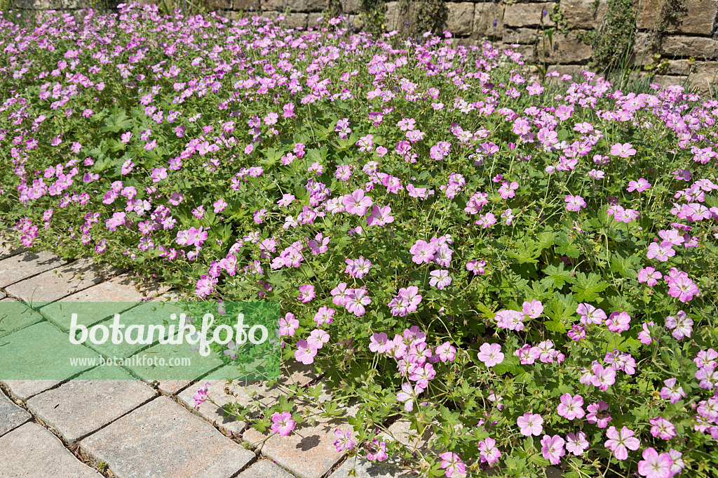 511308 - Cranesbill (Geranium)