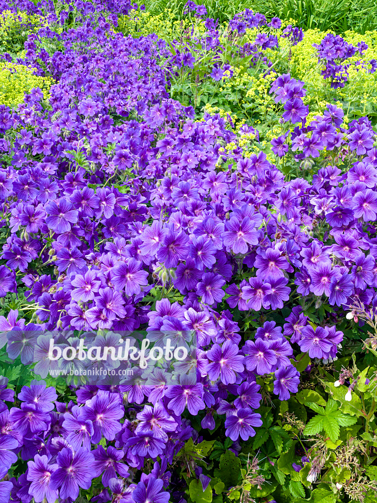 426098 - Cranesbill (Geranium x magnificum)